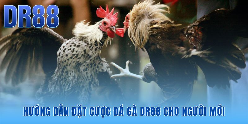 Hướng dẫn đặt cược đá gà DR88 với 3 bước thao tác nhanh