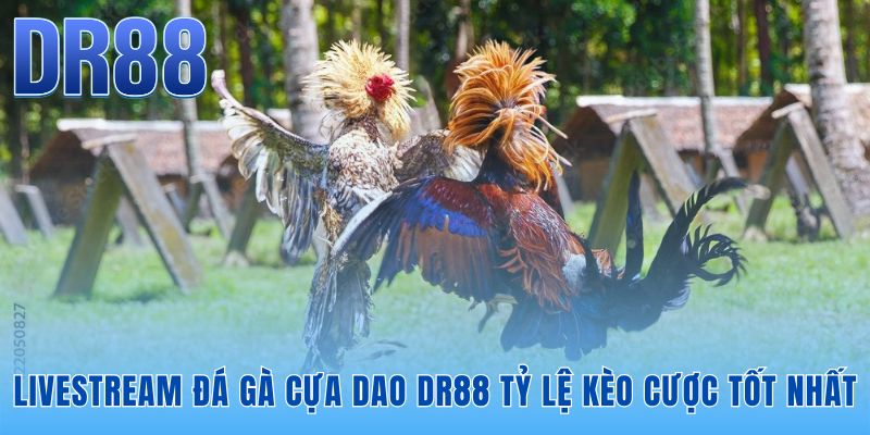 Livestream đá gà cựa dao DR88 chuẩn FHD tái hiện đòn đánh mãn nhãn