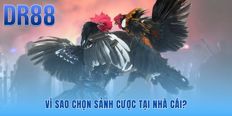 Ưu thế đá gà cựa sắt DR88 chinh phục hàng triệu kê thủ châu Á